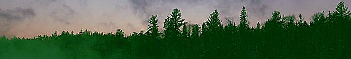 boreal forest in Temagami
