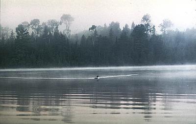 Loon in the fog