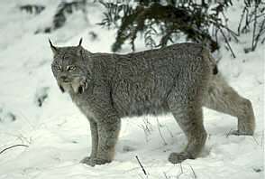 lynx