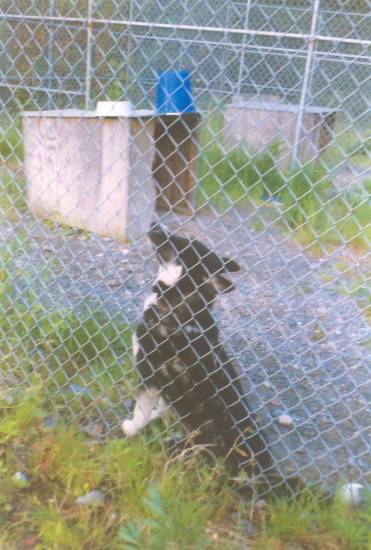 Dog Jail, Bear Island