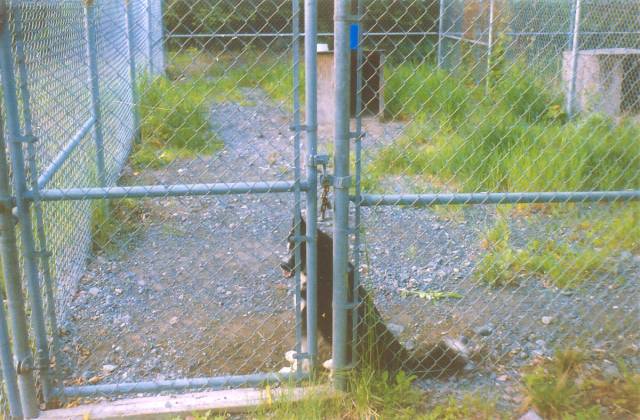 Dog Jail, Bear Island