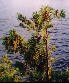 eastern white cedar