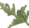 eastern white cedar